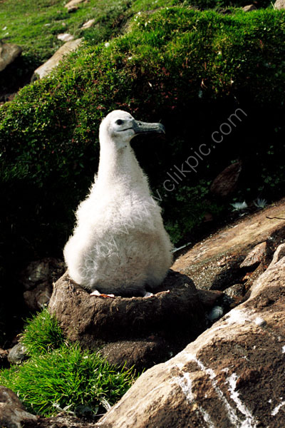 Black Browed  Albatross Chick